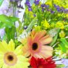 El vibrante Ramo de Flores Brisa de Alegría presenta margaritas gerberas amarillas, rosadas y rojas con rellenos morados y amarillos en medio de exuberantes hojas verdes.